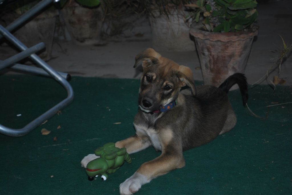 Scout - the offical prtector dog in training at the Taj