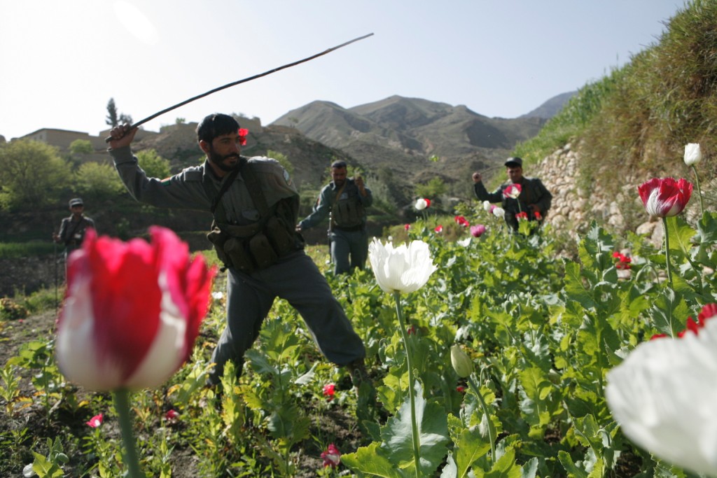 Last fall I wrote in my posts on Shrzad district that the elders said they would return to growing the poppy if they got enough rain in the spring. Guess what kind of weather we have had this past 8 weeks? Rainy and cool - this photo was taken yesterday by Ross McDonnell an independent pro photographer from Dublin.