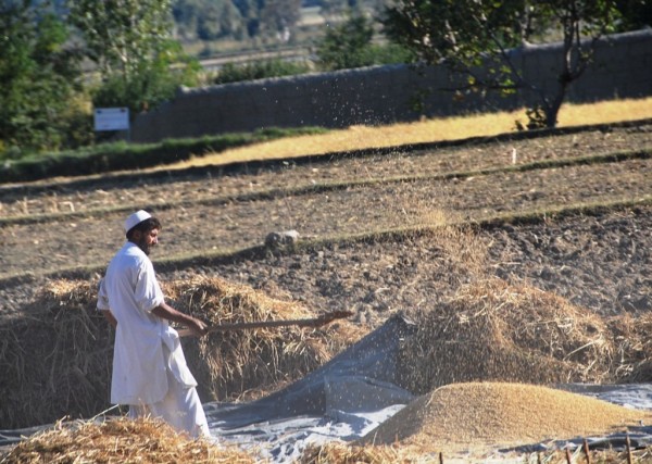 Kunar farmer threshing wheat the old fashioned way