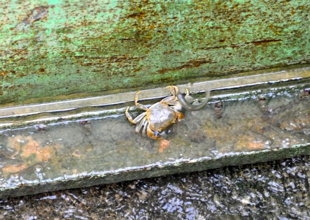 Did you know there were crabs in the irrigation canals of Afghanistan? Me either.